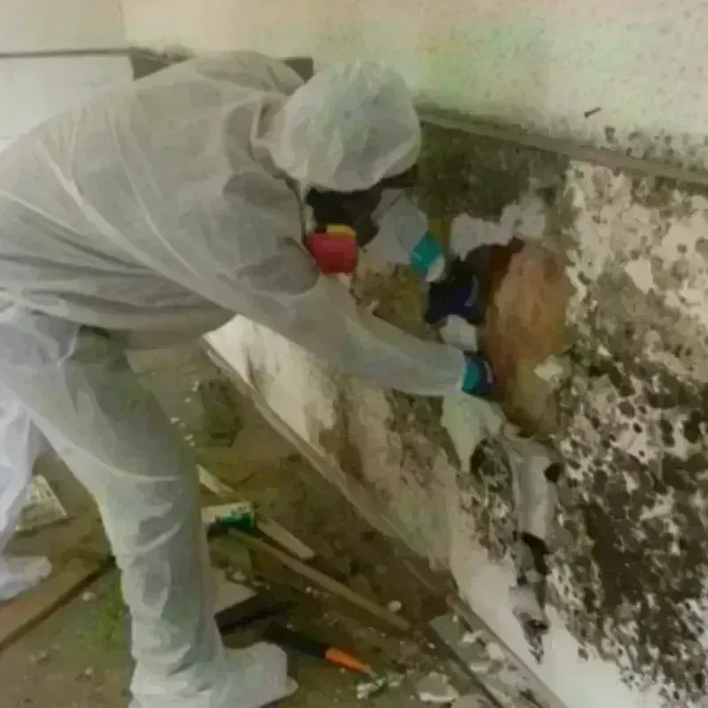 Mold Remediation and Removal in Cohasset, MA